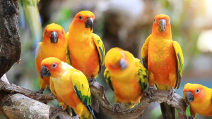 Farmland Madagascar Adventure 1kg (ถุงบริษัท) อาหารนก ธัญพืชรวม อาหารนกเเก้ว อเมซอน นกแก้วขนาดกลาง