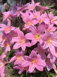 Bộ 20 củ giống hoa huệ mưa - dễ trồng hoa nở quanh năm - FlowerSeeds