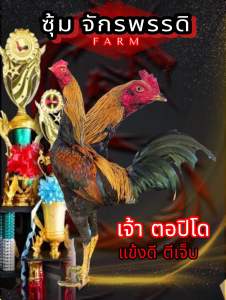 ไข่ไก่ชน เจ้าตอปิโด แม่นตาพิเศษ