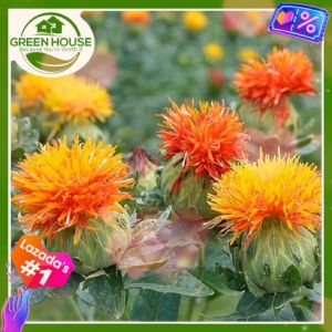Green House® - Safflower Seeds (40 Seed) for Planting Flower Plants incl. Planting Instruction for Plant