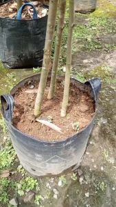 Bibit Durian Bawor Kaki 3 Super Unggul