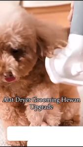 Alat Dryer Grooming Hewan: Pilihan Terbaik untuk Kucing & Anjing