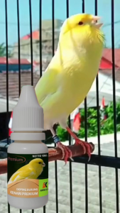 ANDI KICAU ll Vitamin Burung Kenari Premium Harian Macet Bunyi Biar Cepat Gacor