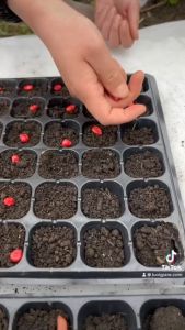 Set 5 khay nhựa ươm cây vỉ ươm hạt giống 32 lỗ 72 lỗ 105 lỗ 128 lỗ 200 lỗ dẻo dai siêu bền gieo trồng Mạnh Phát