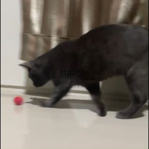 SC Mainan Kucing Bola