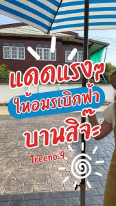 อมรเบิกฟ้าดอกสีขาว (Mandevilla Vine) - กระถาง8นิ้ว - ดอกสวย - ไม้เลื้อย - พูดถึงความรุ่งเรือง - สีสันสดใส