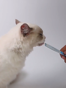 Đồ ăn cho mèo 100 Hộp đầy đồ ăn cho mèo đồ ăn đóng hộp thức ăn ướt dinh dưỡng cho mèo con đồ dùng cho mèo nhỏ cá khô đồ ăn đóng hộp cho mèo