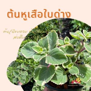 ต้นใบหูเสือด่าง ต้นไม้ด่าง ผักสวนครัว ผักสวนครัวปลูกง่าย ผักสวนครัวพร้อมปลูก ผักออร์แกนิก