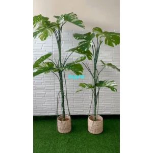 Pohon Artificial Tanaman Hias Monstera Variegata T170 & T190 Cover Eceng Gondok Pajangan Dekorasi Ruang Tamu