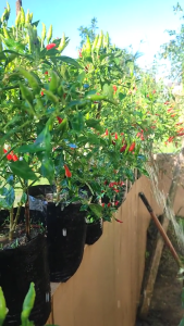 Benih Cabe Rawit Hijau TARINGE JAWARA Isi 5 gram sekitar 1.380 Benih Produk Asli Jawara