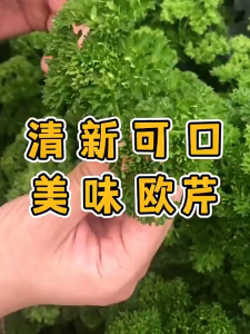 2000SEEDS/PACK-ITALIAN CURLED PARSLEY SEEDS -MOSS CURLED VARIETY-A669