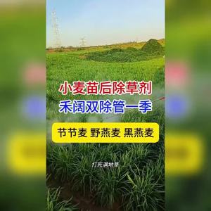 （ Fast removal ） Wheat-Specific Herbicide for Wheat Fields Post-Seedling Killer Wild Wheat Dead Grass Root Rot Agent Wheat Field Winter Wheat Control Package