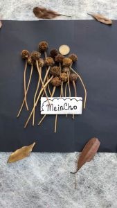 (25gr/35 biji) Bunga MARIGOLD Kering Dried Flower Putik Properti Foto Mahar Rustic Dekorasi Rustik