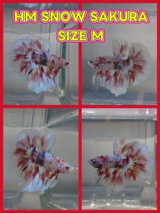 (Same as photo)HM Snow Sakura Betta Fish Ikan Laga Show Gred Size M - White and red patterned fins medium size suitable for aquariums.