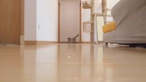 【LoveTail】  พร้อมส่ง เลเซอร์แมว ของเล่นแมว เลเซอร์รูปอุ้งเท้าแมว เลเซอร์ล่อแมว LED ไฟฉายล่อแมว ไฟฉายแมว ล่อแมว