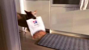 Hills prescription diet ID feline makanan kering pencernaan diare