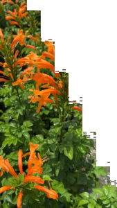 พวงแสดต้น ต้นนี้เป็นไม้พุ่มไม่เลื้อย ดอกสีส้มสวยมาก Cape honeysuckle