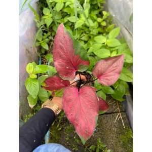 บอนสี พระยาดำรงค์ บอนเก่า กระถาง4นิ้วส่งยกกระถาง