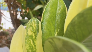 ดินปลูก, พร้อมใช้, ร่วนซูย ใช้กับ แคดตัส ไม้ด่าง ไม้ประดับไม้มงคลทั่วไป บอนสี, ออม, กล้วยด่าง ไม้ วัสดุปลูก ดินโปร่ง