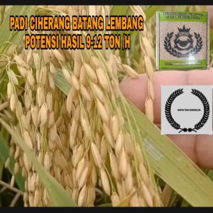 BENIH PADI UNGGUL CIHERANG BERUANG BERKUALITAS KEMASAN 5KG