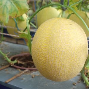 Benih Bibit Melon Orange F1 Hybrid - ROCHA - Reinnon Seed