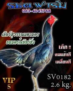ไข่ไก่ชน สายส.มีสุวรรณ100 เจ้าเยียร์สุวรรณ