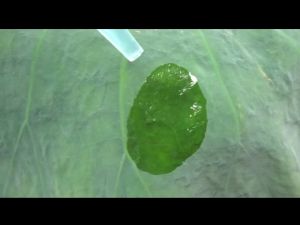 PHÂN BÓN LÁ LỰC SỸ KIẾN CÀNG - CHẤT THẤM SÂU - LƯU DẪN - LOANG TRÃI - 1 CHAI 10 BÌNH 25l