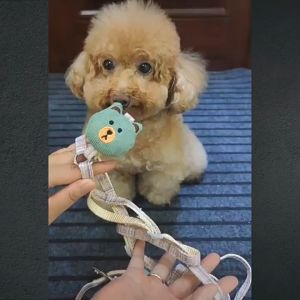 Dây dắt kèm yếm dành cho chó mèo từ 500gr đến 9kg - T3 PETS SHOP