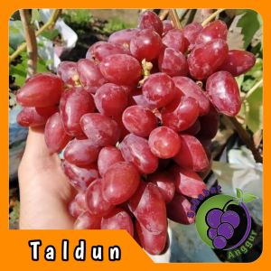 Bibit Anggur Import Taldun Grafting Valid Murah Berkualitas