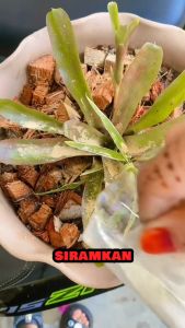 Buy1Free1 50g Agro Farm Rooting Powder/Penggalak akar pokok/Rooting hormone powder