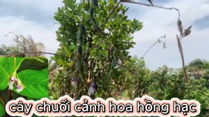 cây chuôi cảnh có hoa hồng hạc