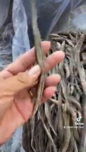 Khô Cá Kèo Biển Dài Nha Trang- Vị Vừa Ăn  Nhai Luôn Xương- Vựa Khô Minh Triết