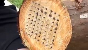 เลื่อย 4/6/12/16/20นิ้ว สำหรับ เลื่อยยนต์ / เลื่อยโซ่ยนต์ / เลื่อยไฟฟ้า รับประกันความคม