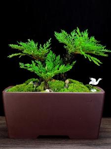 Purple Sand Flower Pot Large Boutique Manger Rectangular Balcony Florals Bonsai Banyan Asparagus Fern Absorbent Stone without Hole