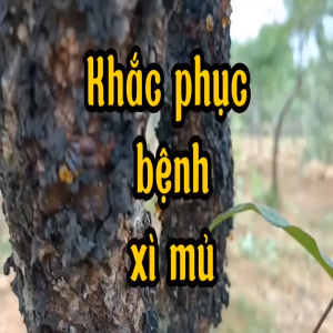 Hoả tốc chế phẩm sinh học nứt thân xì mủ cho đào mai cây ăn quả của Nhật mới