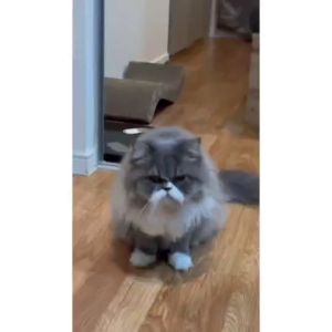 AQUA La-Munn (Green Pet) - สเปรย์กำจัดกลิ่น สำหรับสัตว์เลี้ยง