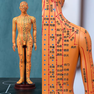 Acupuncture Practice Bronze Man Acupuncture Points Meridian Model Full Body