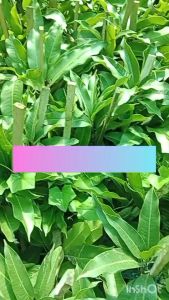 ต้นมะม่วงโชคอนันต์ ขนาด 65-100 ซม. ผลสุกสีเหลือง รสชาติหวานหอม เนื้อดิบรสเปรี้ยวจัดฉ่ำน้ำกรอบ จิ้มพริกเกลือและน้ำปลาหวาน ติดผลทะวาย