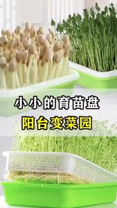 Bean Sprout Germination Seedling Tray Home Soilless Cultivation Hydroponic Wheat Seedlings Easy Drain