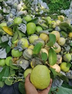 Jambu biji merah/jambu merah segar dan manis / Guava / Jambu Koran