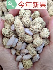 Salted Dried Boiled Peanut Dried Original Flavor White Sun-Dried Salty Flavor Sun-Dried with Shell No Fire Guangdong Heyuan Peanut Snacks