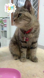 Bột Dinh dưỡng BETA AMIN Tăng Đề Kháng và Hỗ Trợ Miễn Dịch cho Chó Mèo