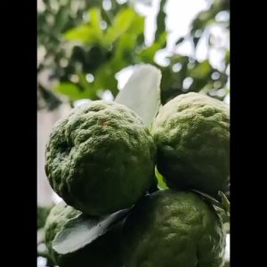 Bibit Tanaman Daun Jeruk Purut Bumbu