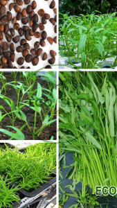 GÓI LỚN [EcoSeeds] Hạt Giống Rau Muống Nhật Lá Tre VN26 - Sinh Trưởng Nhanh Chống Sâu Bệnh - 50g