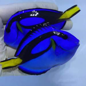 🔥CKH Aquatic🔥 Dory Blue Tang Fish 蓝倒吊