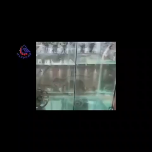 MAXPUMP POMPA CELUP AIR LAUT AIR ASIN 2INCH CUTTER POMPA STENLIS CAIRAN KIMIA SEWAGE PUMP WATER PUMP POMPA KURAS TANDON KOLAM POMPA CELUP AIR KOTOR 2" Pompa Air CELUP BLADE PISAU FULL STAINLESS 304 SAWAGE PUMP