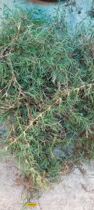 ต้นพันธุ์หญ้าแพรกพร้อมขยายพันธุ์ต่อ 1 ถุง 500 กรัม
