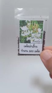 500 เมล็ด ผักเสี้ยนไทย 500 เมล็ดบ้าน ราคาเฉลิม ผักเสี้ยน บ้าน เมล็ดผักเสี้ยน เสี้ยนส้ม ผักเสี้ยนขาว การผลิต คลิกที่ลิงค์ที่พบบ่อย เพื่อเพิ่มโอกาสในการสั่งซื้อ