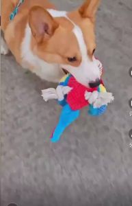 Realistic Parrot Plush Squeaky Toy Bite Resistant Design Interactive Entertainment Toy for Dogs