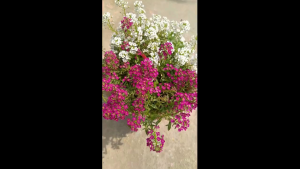 Kemasan Original | Benih Biji Bunga Sweet Alyssum | Alison Flower